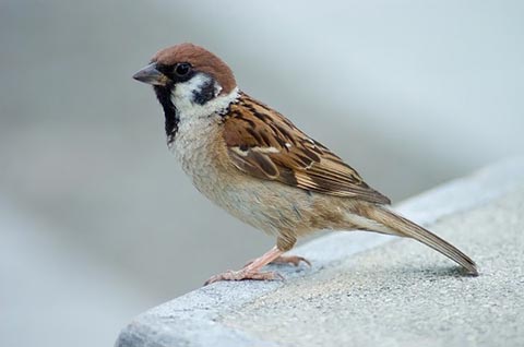 Nhóm <b>ĐẶC BIỆT</b>