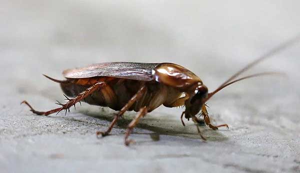 Tại sao phải kiểm soát gián