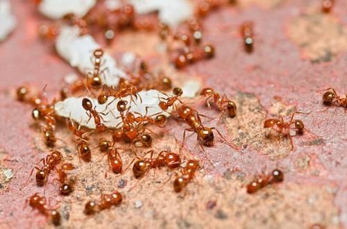 Tại sao phải kiểm soát kiến