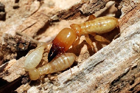Nhóm <b>ĐẶC BIỆT</b>